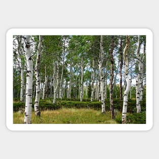 Aspen Woods Sticker